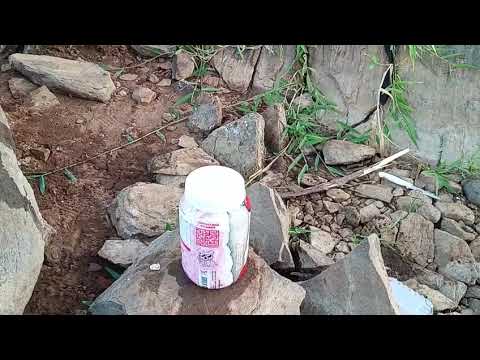 Pescaria no açude Umari, em Madalena Ceará, só tilápia criado a Toddy. 