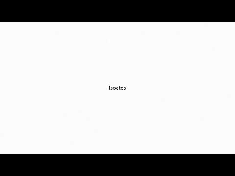 Isoetes PRONUNCIATION
