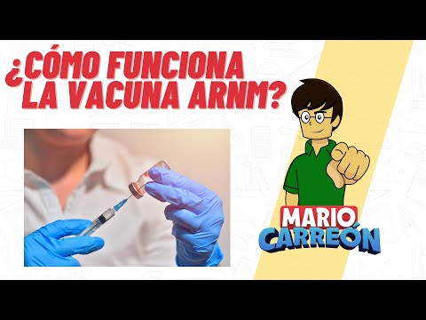 ¿Cómo funciona la vacuna de ARNm? 💉