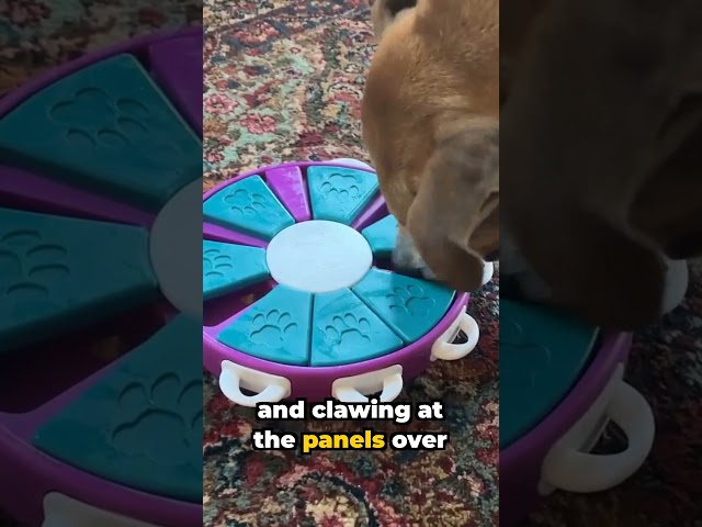 Vídeo relacionado con Nina Ottosson por Outward Hound Dog Twister - Dispensador Interactivo de recompensas - Rompecabezas para Perros - Nivel avanzado
