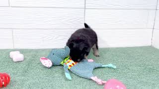 ハーフ犬の動画01