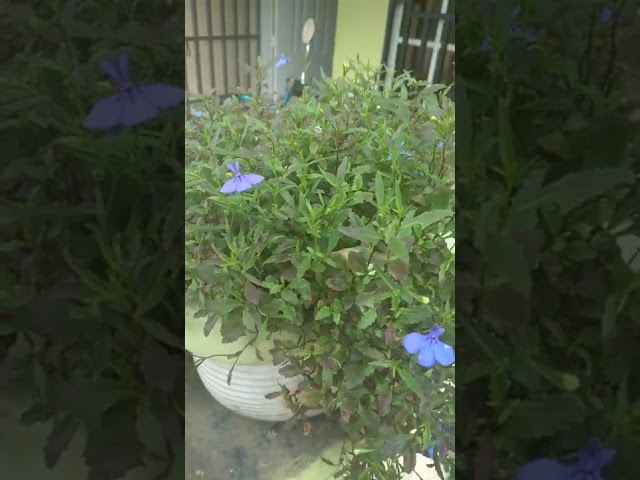 Vídeo relacionado con Lobelia Natural Planta de Primavera para Crear un Rincón Encantador en tu Jardín