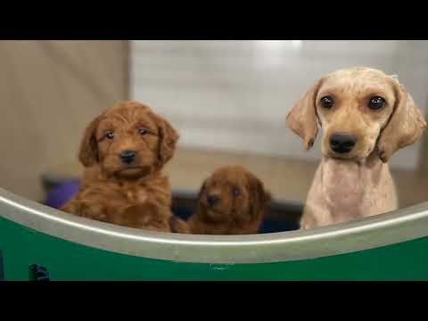 Emanuel Troyer-Brookeside