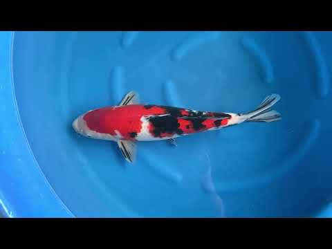 AC18-06 JKS AC - 3Y Female Sanke 56 cm