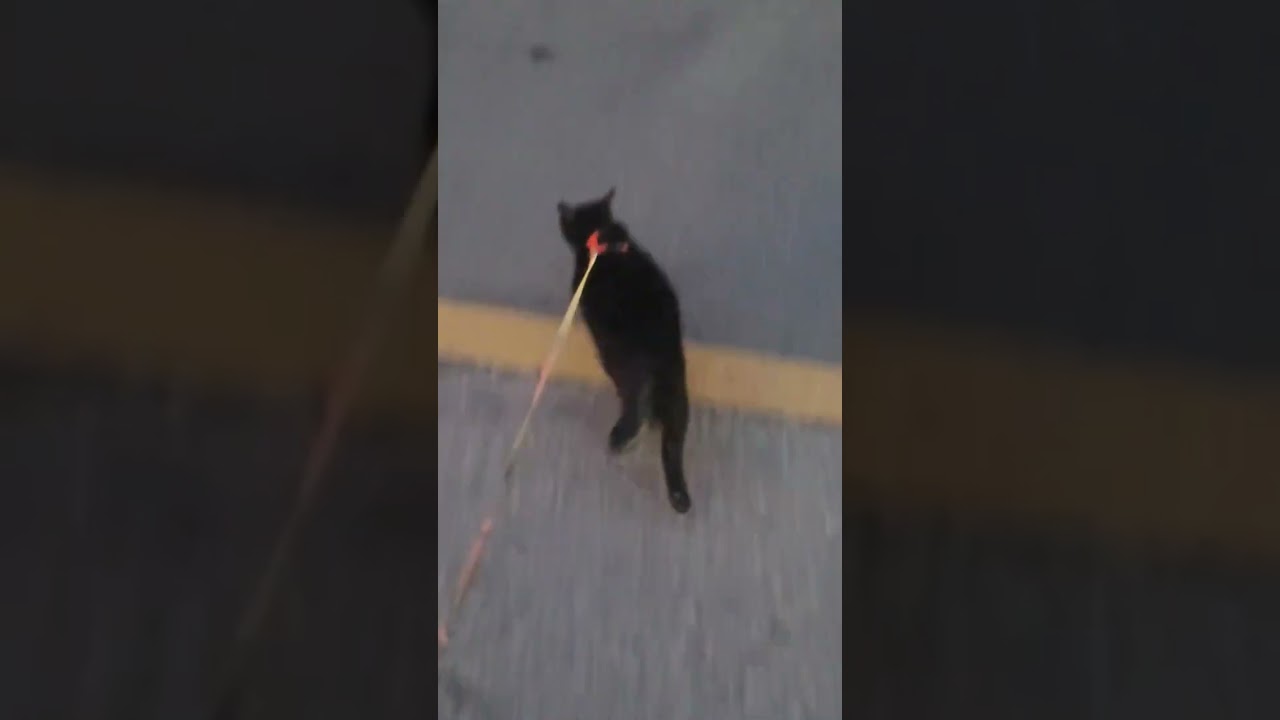 고양이 산책을 하루에 2번이나....
