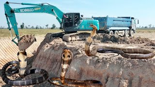 MEGA EXCAVATOR LOADING SOIL FAST! You Won't Believe the Speed!