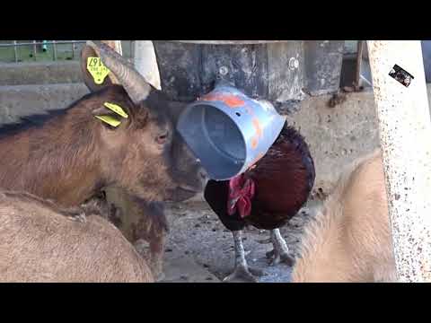 , title : 'Une  petite Chèvre bien  futée  -  la Ferme  Couderc -   Vallerargues (Gard)'