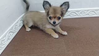 チワワ（ロング）の動画01