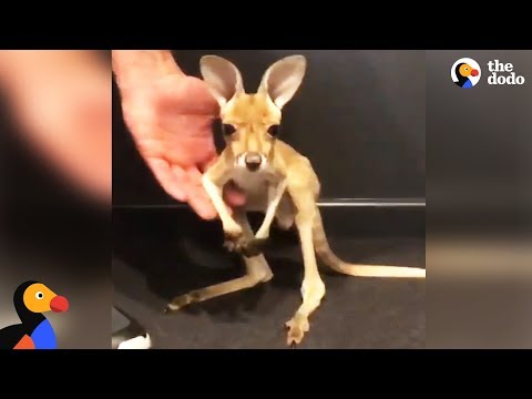 Baby Kangaroo Takes His First Hops | The Dodo