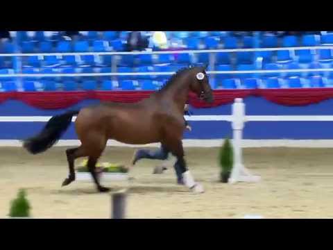 Hengst von Rock Forever Hengstvorauswahl Verband der Zuechter des Oldenburger Pferdes 2013