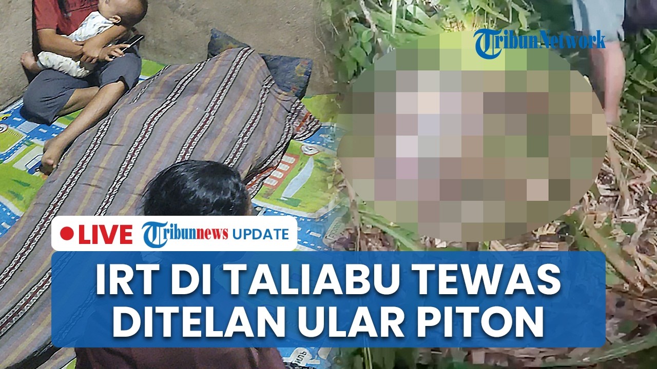 LIVE: IRT di Taliabu Maluku Tewas Ditelan Ular Piton, Suami Temukan Kepala Istri di Mulut Ular