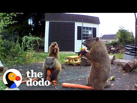 Groundhog Caught Destroying Guy's Garden Brings His Whole Family For Dinner | The Dodo