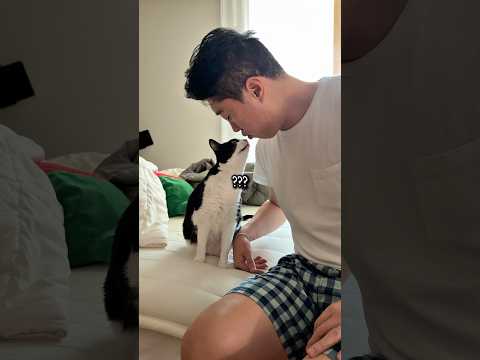 아빠 꼽주는 고양이