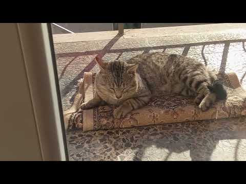 Haus. e.  il.  tappeto