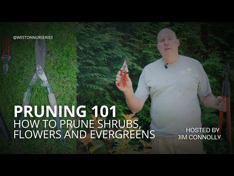 How to Prune Shrubs, Roses and Broadleaf Evergreens - Garden Expert Jim Connolly