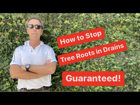 download lagu mp3 mp4 How To Stop Roots From Growing Back, download lagu How To Stop Roots From Growing Back gratis, unduh video klip How To Stop Roots From Growing Back
