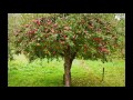 The Apple Tree Song