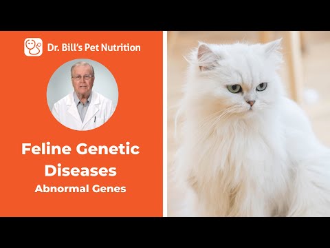 Feline Genetic Diseases | Abnormal Genes | Dr. Bill's Pet Nutrition