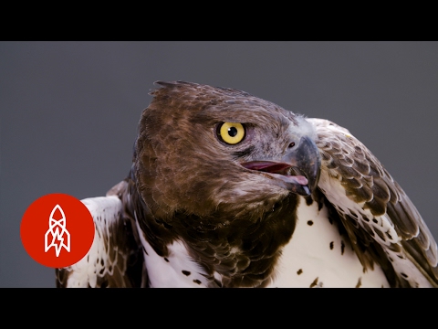 超人的な強さを持つイーグル (An Eagle with Super Human Strength)