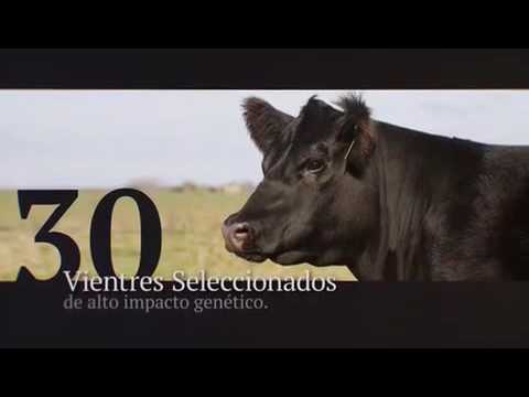 Remate "Vientres Supremos"