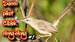 Download lagu SUARA PIKAT CIBLEK ALANG-ALANG mp3