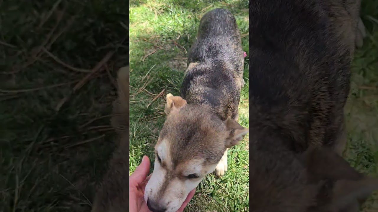 Enlarge Lucy, a Adopted mixed breed in Evergreen, CO video 6/6