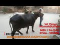 JRDF 1st Timer Murrah Buffalo For Sale 14 15 Ltr Milk Price105000