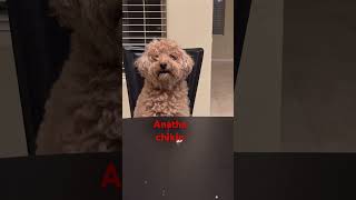 Toto the Toy Goldendoodle eats chicken. #goldendoodle