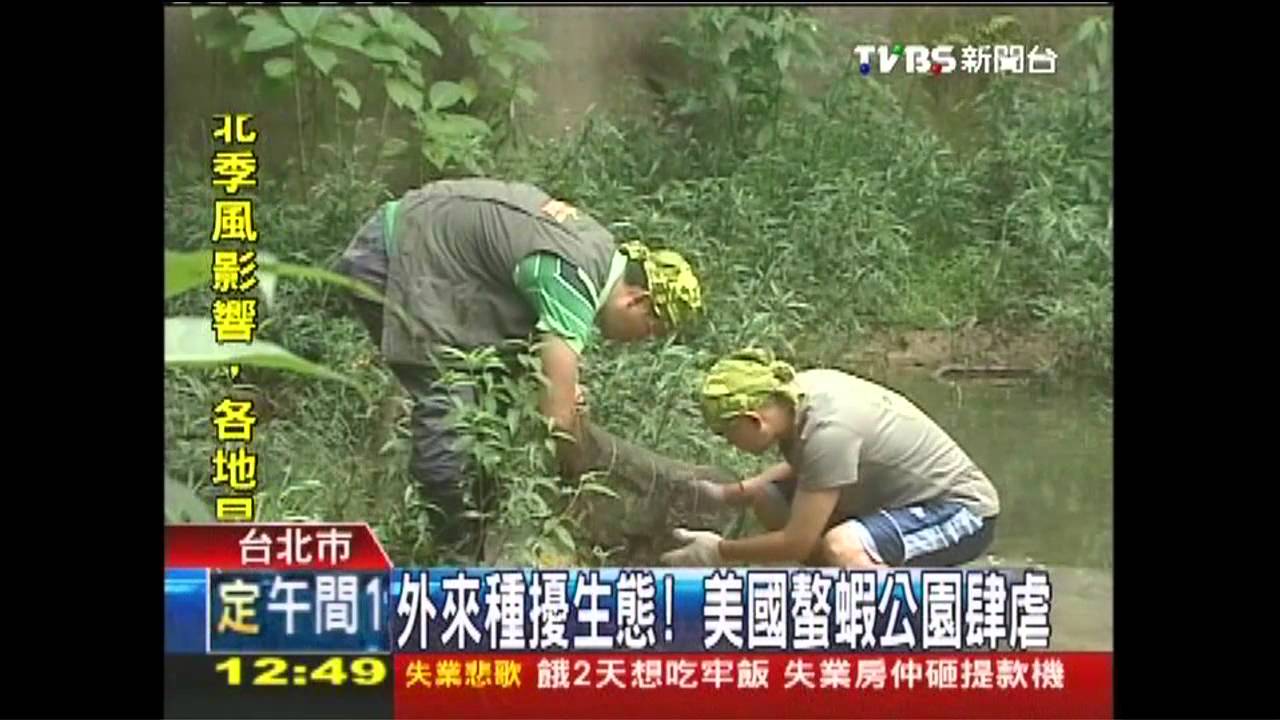 外來種擾生態！　美國螯蝦公園肆虐