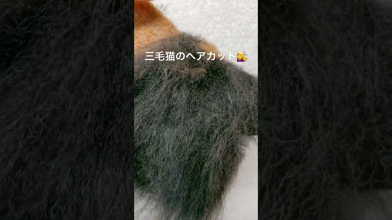 羊毛フェルト　リアル猫　ヘアカット💇‍♀️