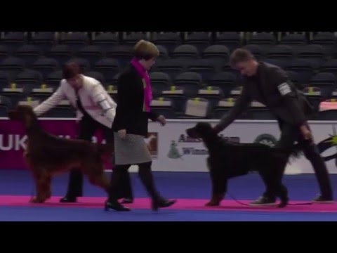 Best Junior  Holland Cup 2015