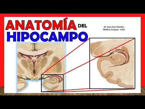 🥇 Anatomy of the Hippocampus. Easy and Simple Explanation!