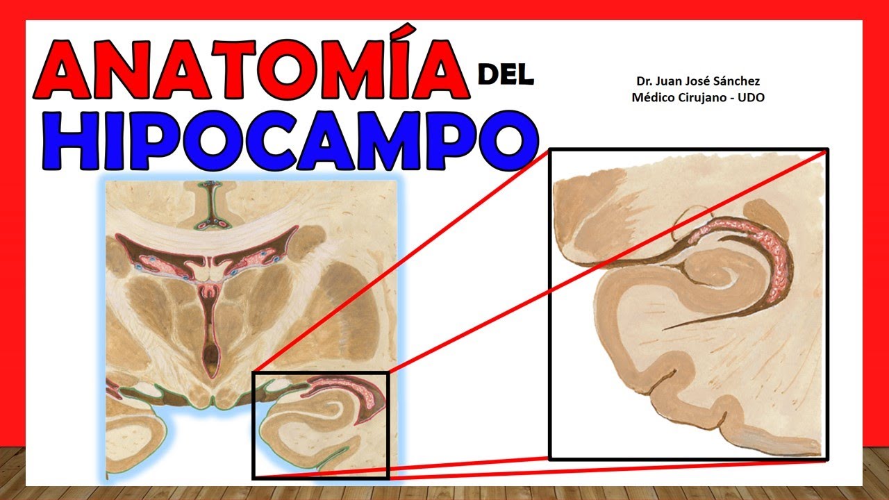 🥇 Anatomía del HIPOCAMPO. ¡Explicación Fácil y Sencilla!