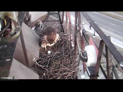 Big Red Returns To Cornell Hawks Nest To Take Over Incubation Duties – March 26, 2019