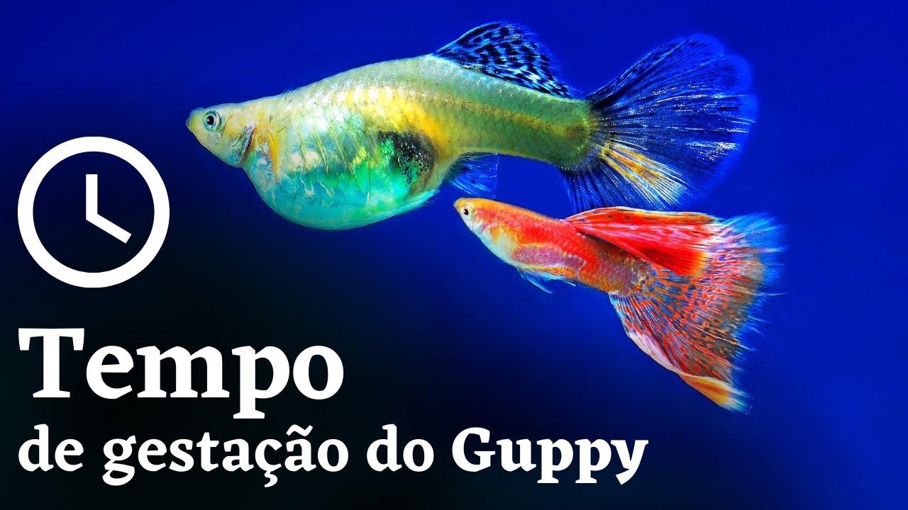 Quanto tempo demora a gestação do Guppy