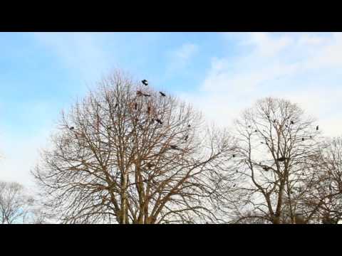 Crows in Stanley Park Attacking our Cat