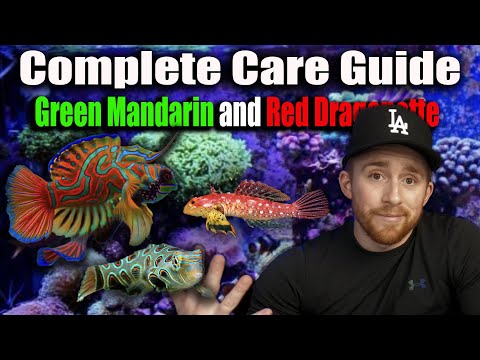 How to Care for Green Mandarin and Ruby Red Dragonette: Complete Guide
