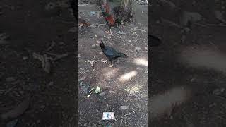 Download lagu api asmara #thailand mp3 Download lagu api asmara #thailand mp3