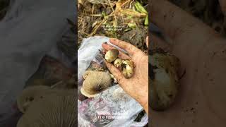 Download lagu find and cook mushrooms #adayinmylife mp3
