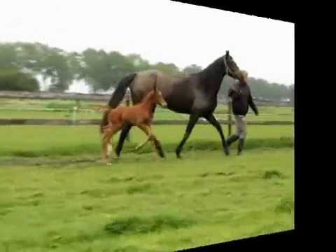 Destano X Farewell 3