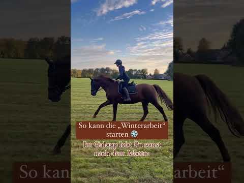 Galopp auf der Wiese 🐴☀️ #pferde #ausreiten #reiten