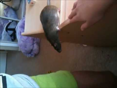 Ratz 101: Ep. 2: Agouti Rats HD