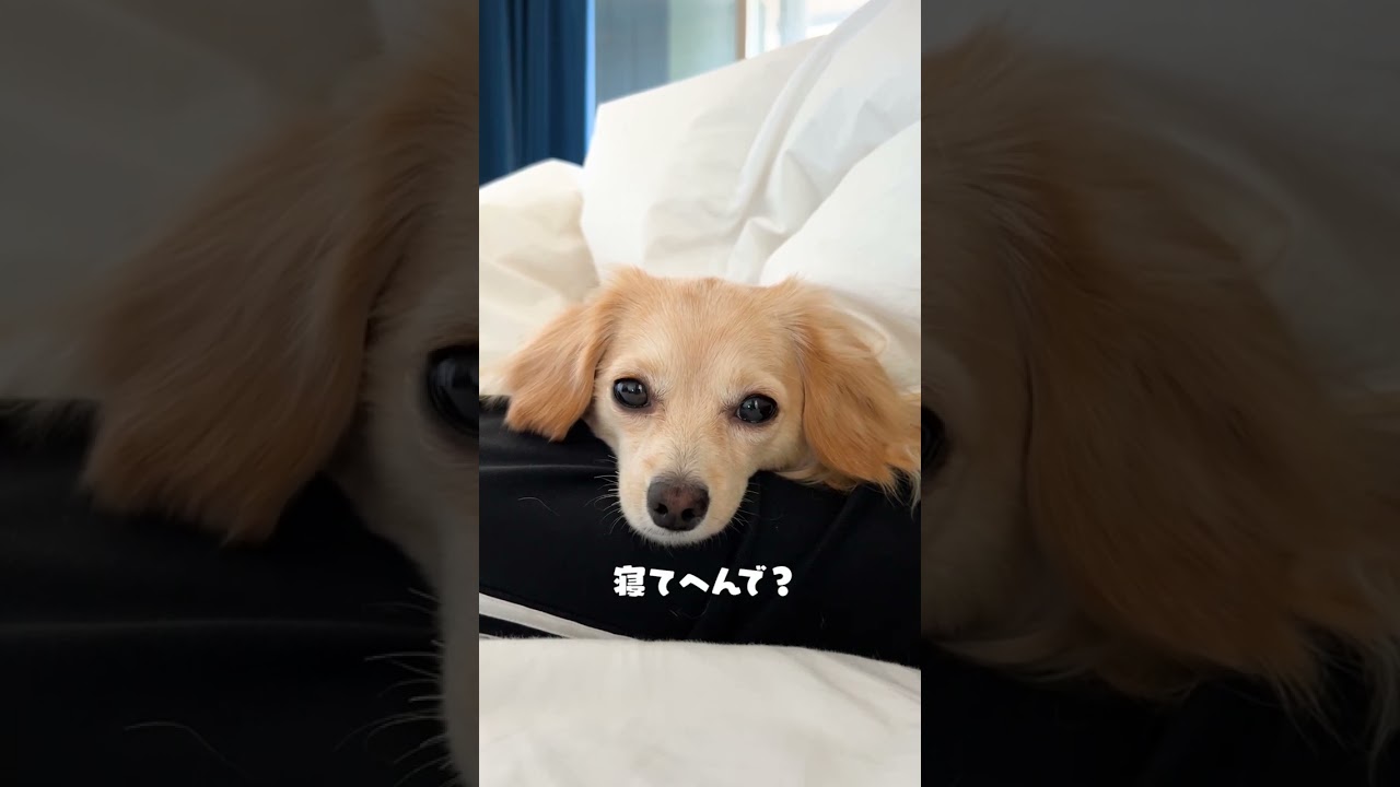 眠くて仕方ない2歳になるチワックス #shorts