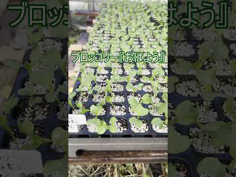 庭、鉢、温室に大根をいつどのように播種するのですか？  庭園