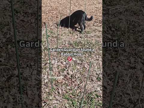 Garden Guardian found a Rabbit Hole! 🚫🐇