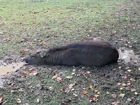 [Se siente bien] Un ciervo intenta hidratar su piel con una compresa de barro por todo el cuerpo.