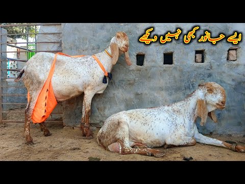 Top Line MAKHEE Cheena Beetal Goats Of UBAID Bhai - Modern Goat Farming 