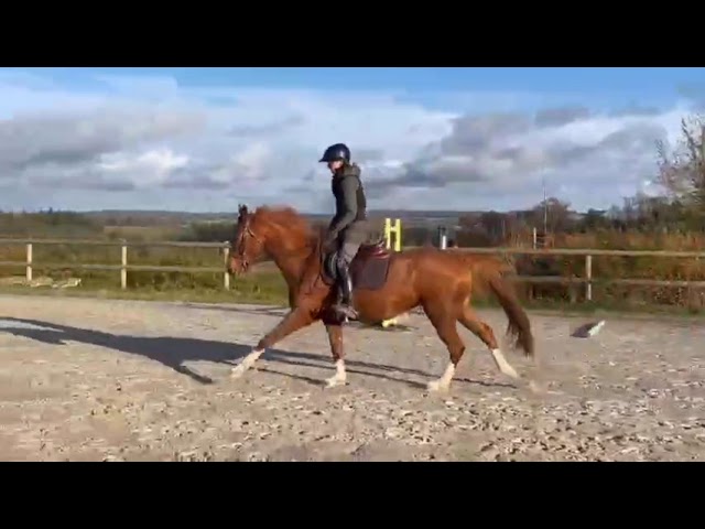 Jument 5 par Bush Vd Heffink 