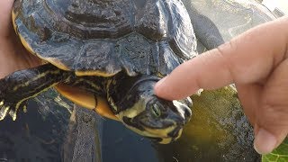How To Tame Your Turtle