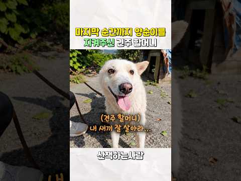 다시는 돌아오지 않을 엄마를 기다리는 마당개 #강아지 #동물농장강아지 #반려동물